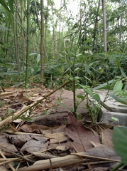 Lysimachia candida