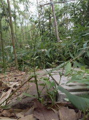Lysimachia candida