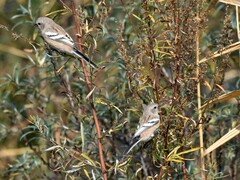 Carpodacus sibiricus