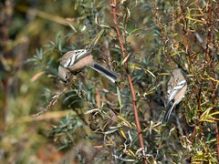 Carpodacus sibiricus