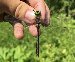 Cordulia aenea aenea