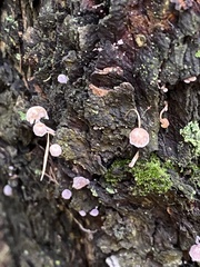Mycena meliigena