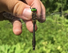 Cordulia aenea aenea