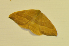 Watsonalla cultraria