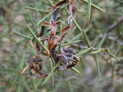 Acacia nyssophylla