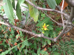 Hypericum patulum