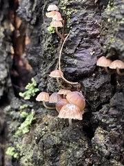 Mycena corticola