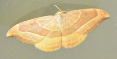 Watsonalla cultraria