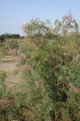 Tamarix laxa