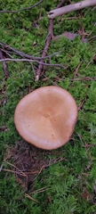 Lactarius salmonicolor