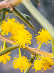 Acacia nyssophylla