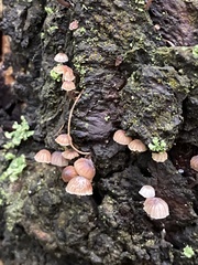 Mycena corticola