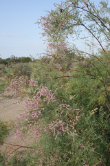 Tamarix laxa