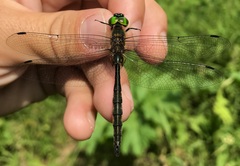 Somatochlora flavomaculata