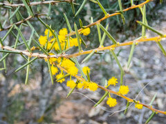 Acacia nyssophylla