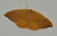 Watsonalla cultraria