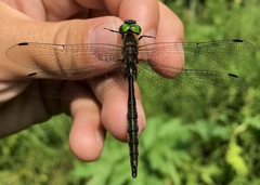 Somatochlora flavomaculata