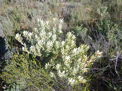 Leucadendron loranthifolium