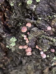 Mycena corticola