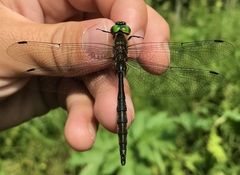 Somatochlora flavomaculata