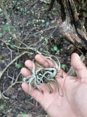 Tillandsia ionantha