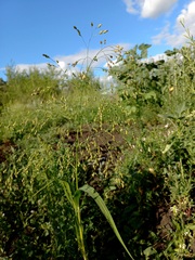 Panicum miliaceum ruderale