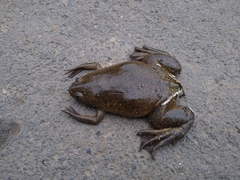 Xenopus laevis