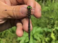 Somatochlora flavomaculata