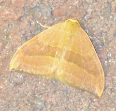 Watsonalla cultraria