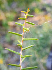 Acacia nyssophylla