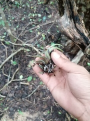 Tillandsia ionantha