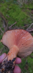 Lactarius salmonicolor
