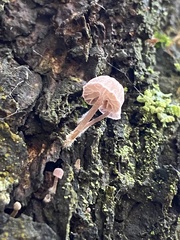 Mycena meliigena