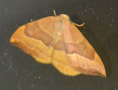 Watsonalla cultraria