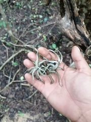Tillandsia ionantha