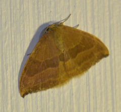 Watsonalla cultraria