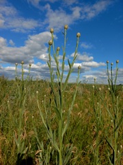 Centaurea chartolepis