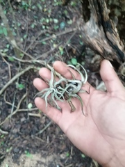 Tillandsia ionantha