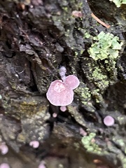 Mycena meliigena