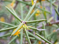 Acacia nyssophylla