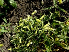 Silene procumbens