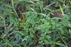 Phyllanthus tenellus