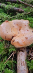 Lactarius salmonicolor
