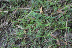 Phyllanthus tenellus