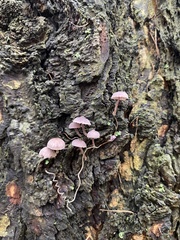 Mycena meliigena
