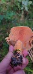 Lactarius salmonicolor