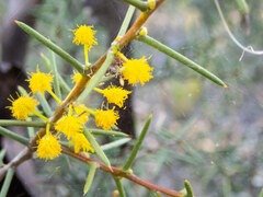 Acacia nyssophylla