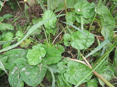 Barbarea vulgaris