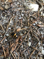 Nicrophorus vespilloides