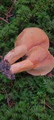 Lactarius salmonicolor